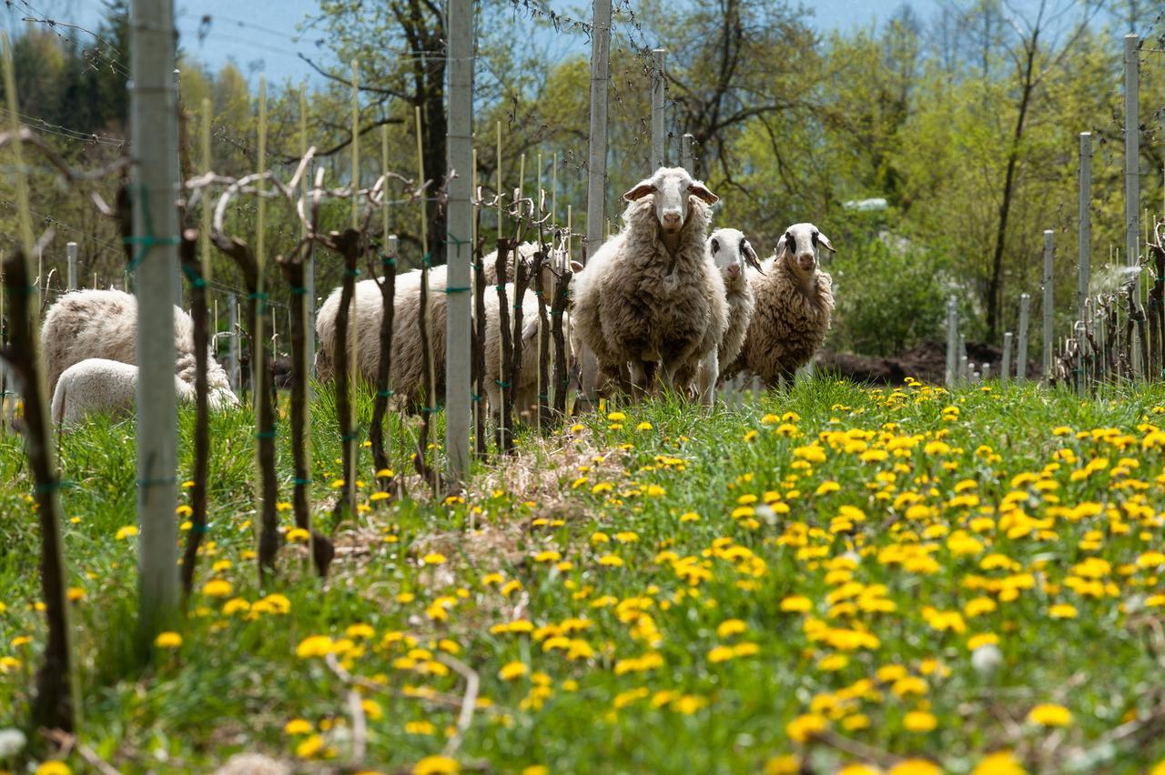 مبيت وإفطار Sankt Georgen am Längsee Weingut Georgium المظهر الخارجي الصورة